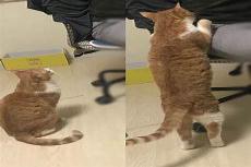 猫咪关在房间可以吗