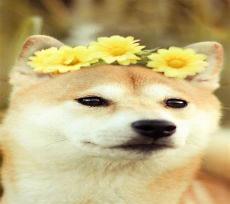 柴犬图片高清