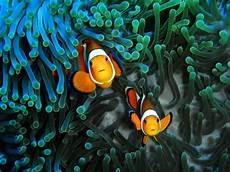 最大的海洋生物排名